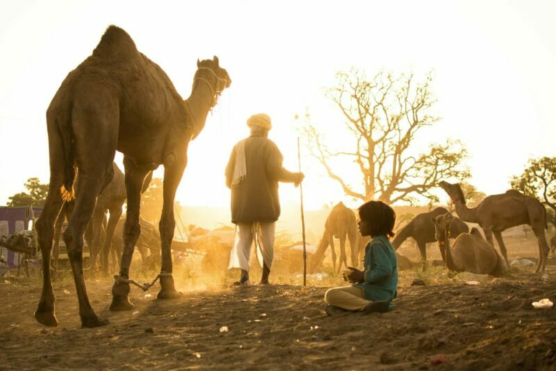 Pushkar: Camel Sunset Safari Adventure - Who Will Love This Safari?
