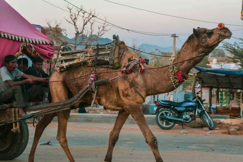 Pushkar: Camel Sunset Safari Adventure - FAQs