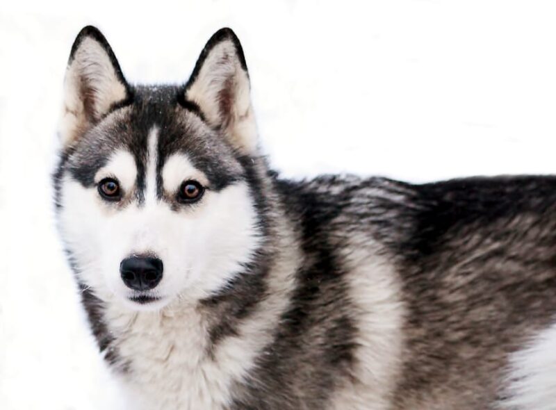 Pyhäntunturi: Husky Safari Including Farm Visit - Good To Know