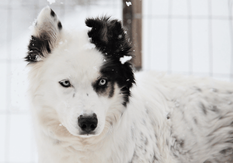 Pyhäntunturi: Husky Safari Including Farm Visit - Experience Details