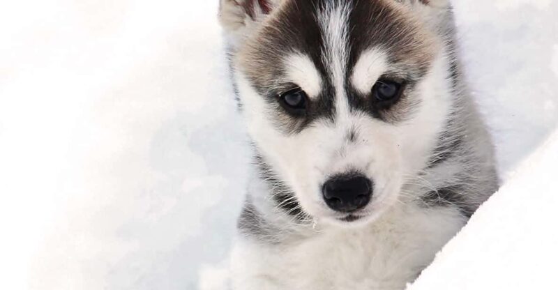 Pyhäntunturi: Husky Safari Including Farm Visit - Transportation Options