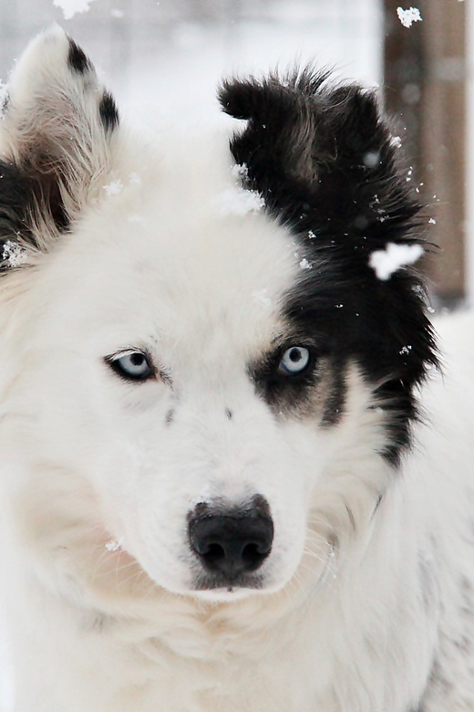 Pyhäntunturi: Husky Safari Including Farm Visit - Additional Information