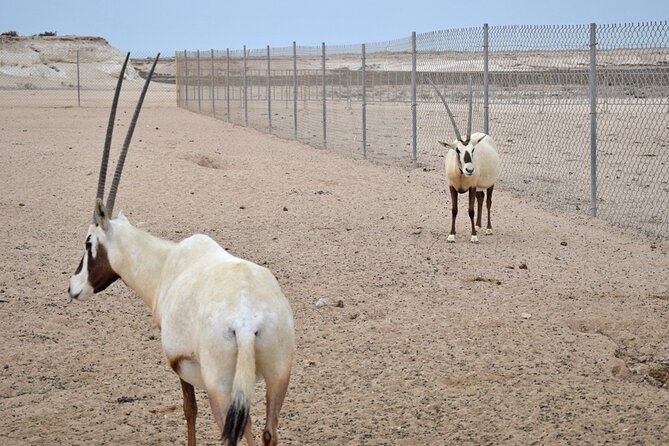 Qatar West Coast Tour to Richard Serra Sculpture and Mushroom Rock Formation - Brouq Nature Reserve
