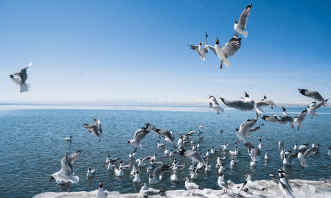 Qinghai Lake Day Tour With Private Transfer &Guide - Frequently Asked Questions