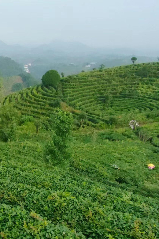 Qixianfeng Tea Plantation Tour in Yangshuo - Booking Information