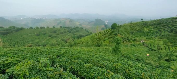 Qixianfeng Tea Plantation Tour in Yangshuo - Frequently Asked Questions