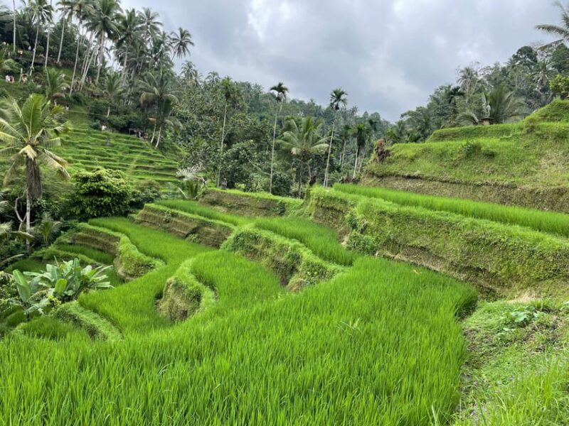 Quad Bike Riding, Rice Terrace & Swing - Preparation and Important Information