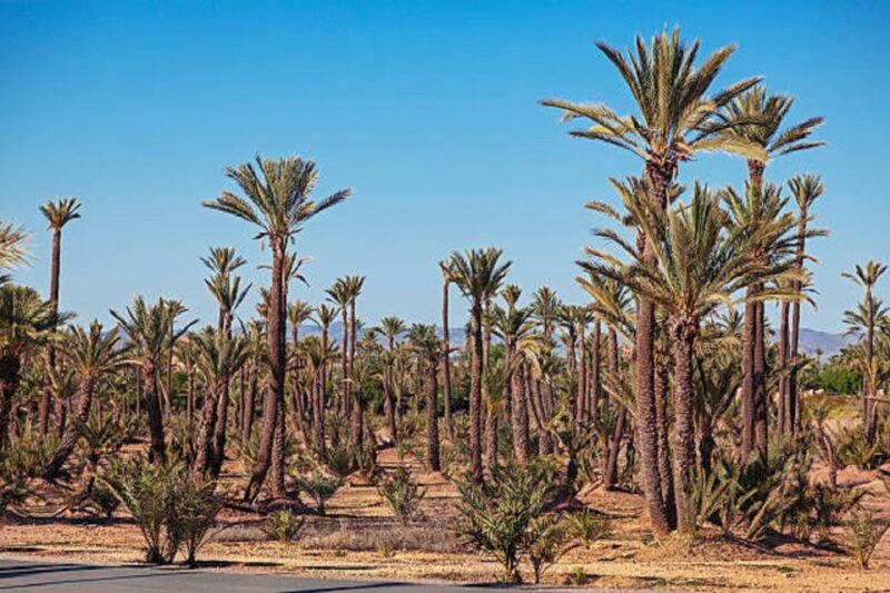 QUAD BIKING AND CAMEL HALF DAY TRIP IN MARRAKESH - Itinerary