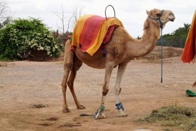 QUAD BIKING AND CAMEL HALF DAY TRIP IN MARRAKESH - Booking Information