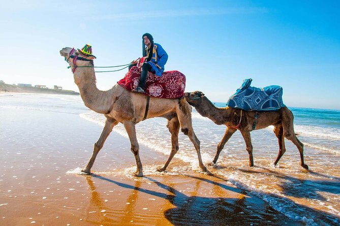 Quad Biking and Camel Ride Experience - Inclusions