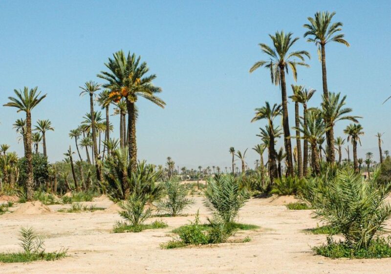 Quad Biking Tour in Marrakech - Inclusions