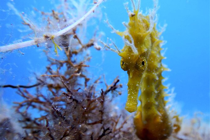 Qualified Diver 1 Tank Dive in Mykonos - Pricing and Booking Information