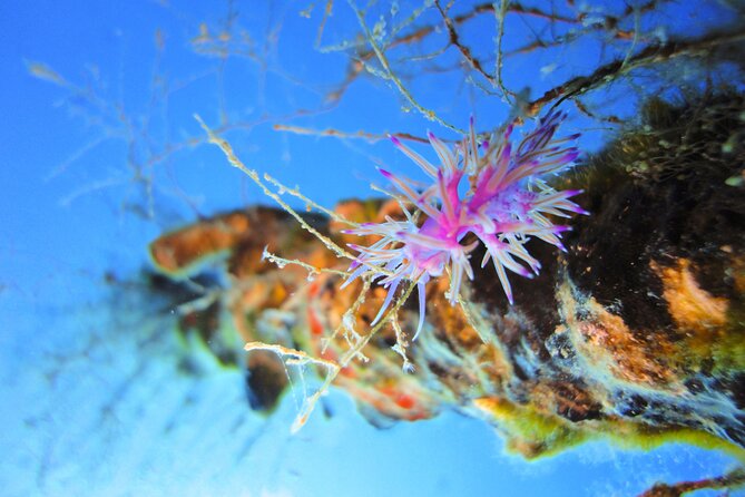 Qualified Diver 1 Tank Dive in Mykonos - Dive Itinerary and Highlights
