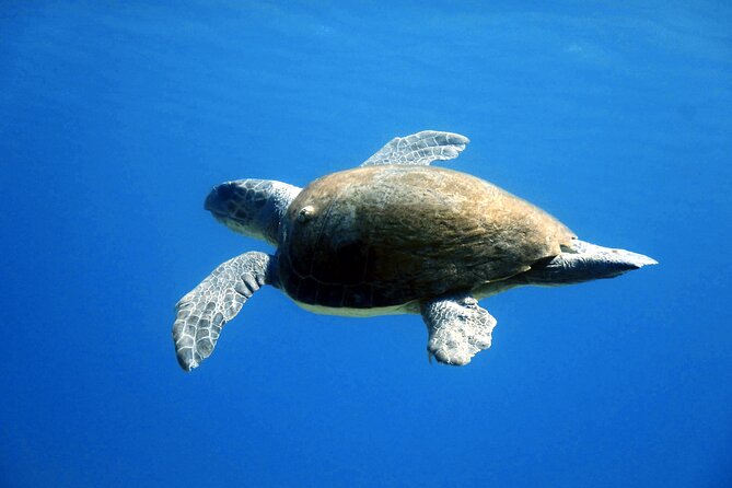 Qualified Diver 1 Tank Dive in Mykonos - Gear Rental and Included Items