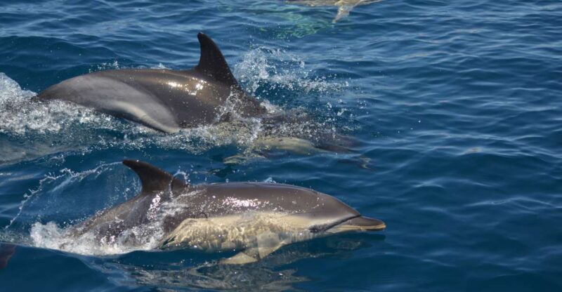 Quarteira: Algarve Coast, Caves and Dolphin Watching Cruise - Pricing and Booking Details