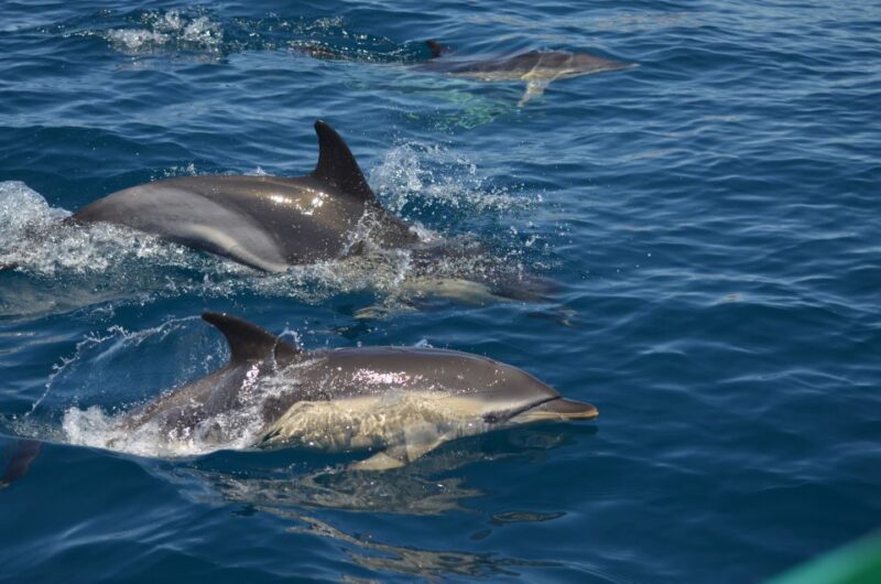 Quarteira: Algarve Coast, Caves and Dolphin Watching Cruise - Itinerary Highlights