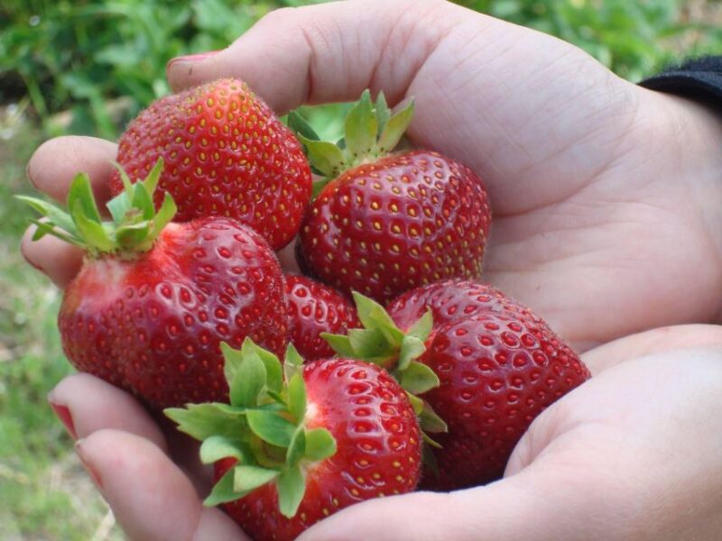 Quebec City - Agricultural Walking Tour on Ile D'Orléans - Experience Details