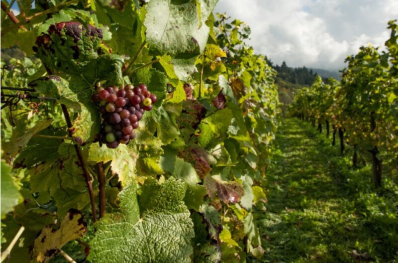 Quebec City: Island of Orleans Wine Tour - Key Points