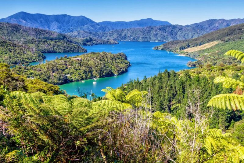 Queen Charlotte Track: Cruise & Self-Guided Hike From Picton - Customer Reviews
