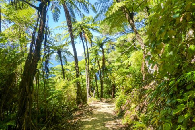 Queen Charlotte Track: Cruise & Self-Guided Hike From Picton - Ratings and Feedback