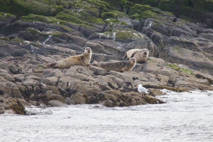 Queensferry: Maid of the Forth Sightseeing Cruise - Cruise Duration and Departure