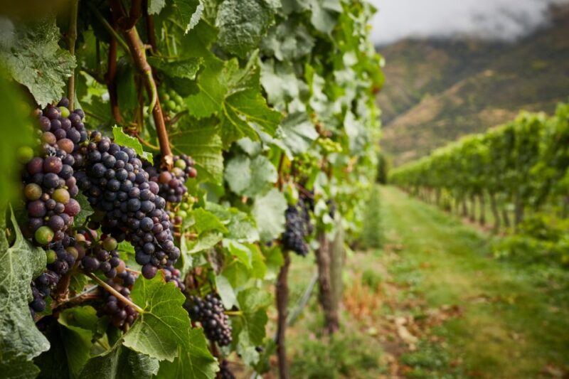 Queenstown: Classic Wine Tour - Experience Highlights