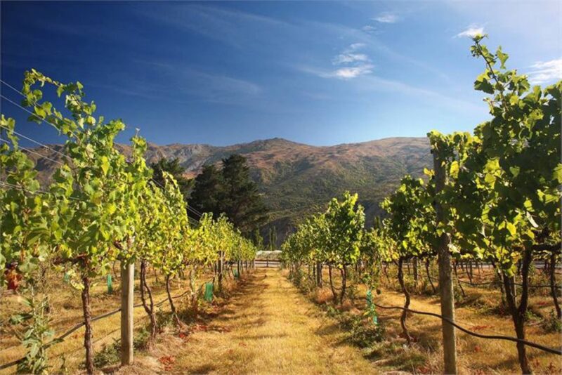 Queenstown & Gibbston Valley Wine Hopper Bus - Onboard Host and Knowledge