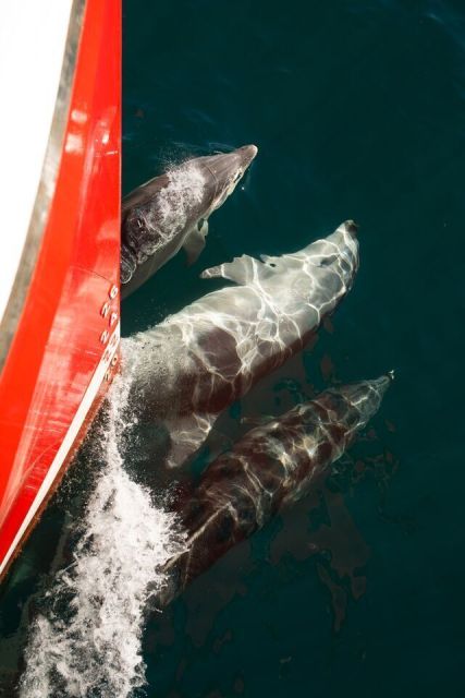 Queenstown: Milford Sound Scenic Flight and Nature Cruise - Important Information