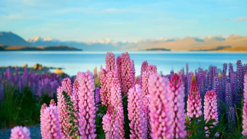 Queenstown: Private Day Trip to Lake Tekapo, Pukaki & More - Practical Tips for Your Trip