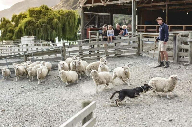 Queenstown: Queenstown Lake Cruise and Walter Peak Farm Tour - Key Points