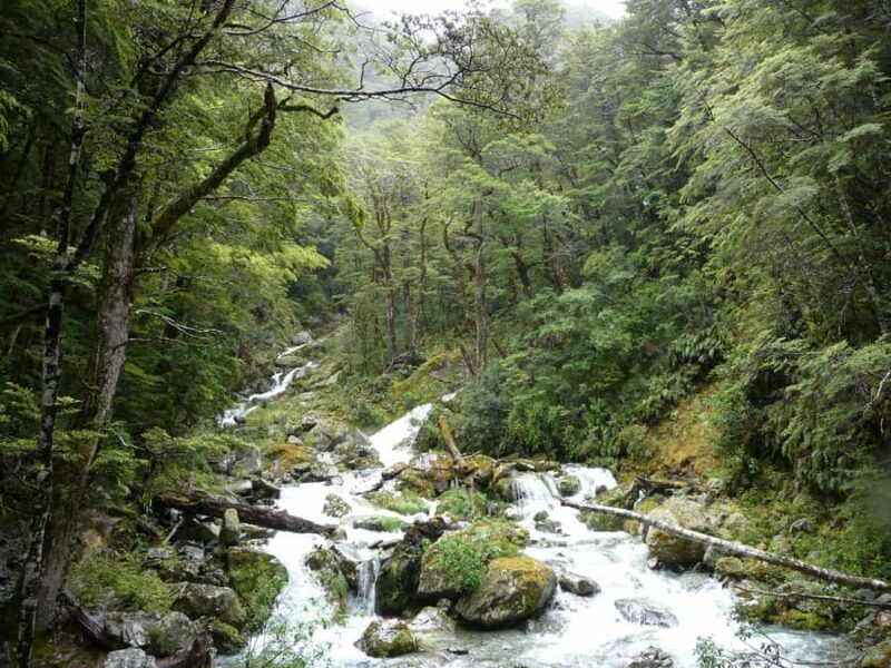 Queenstown: Routeburn Track Guided Full-Day Walk or Half Day - Final Thoughts: Is It Worth It?