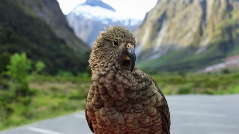 Queenstown: Small-Group Tour to Milford Sound With Cruise - Key Points