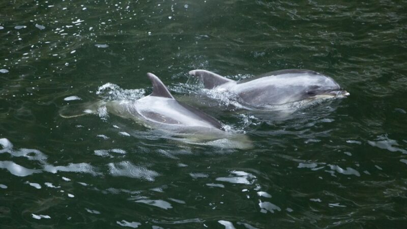 Queenstown: Small-Group Tour to Milford Sound With Cruise - Itinerary and Highlights