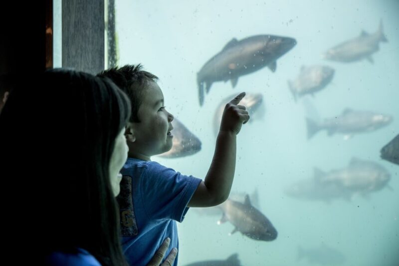 Queenstown: Time Tripper Underwater Experience - Animated Show Details
