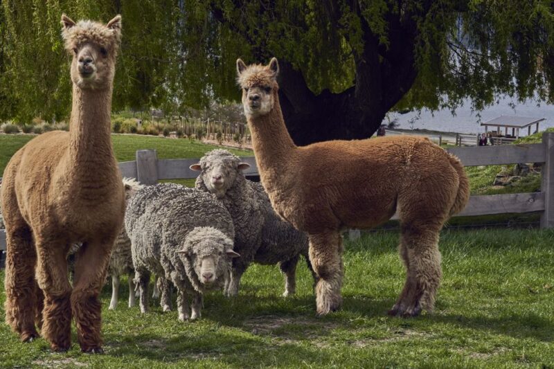 Queenstown: TSS Earnslaw Cruise and Walter Peak Farm Tour - Key Points