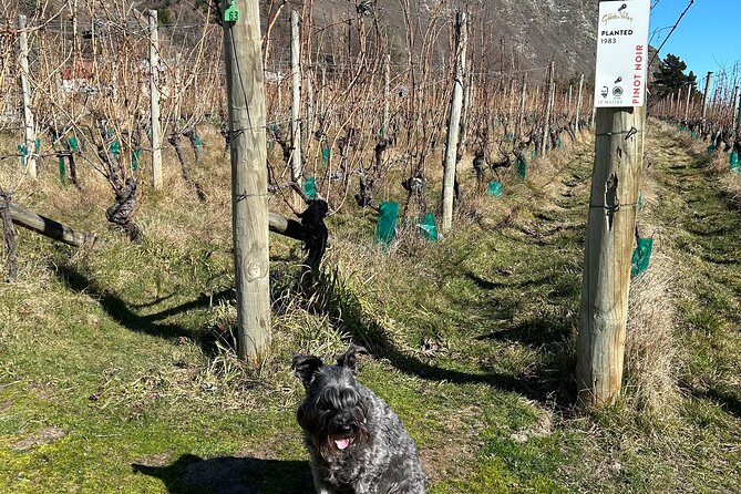 Queenstown Wine Tour With Wine Dog | Adults Only - Winery Highlights