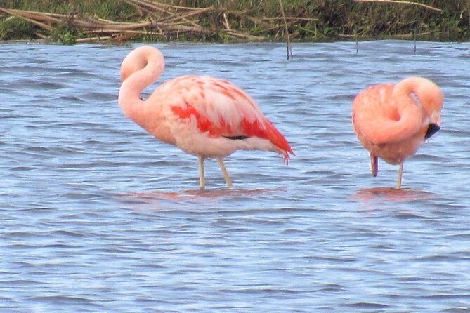 Quenuir / Maullin Bird Watching - Key Points