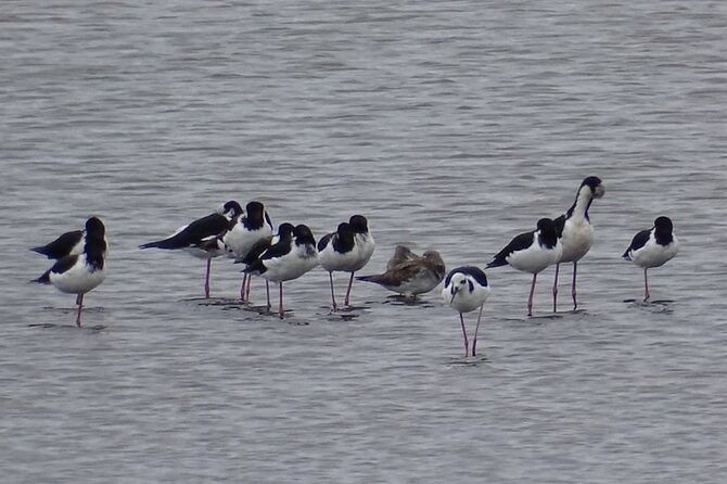 Quenuir / Maullin Bird Watching - Inclusions