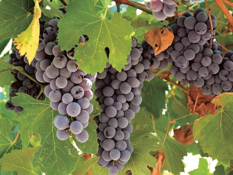 Querétaro: Cheese and Wine Tasting Tour - Inclusions