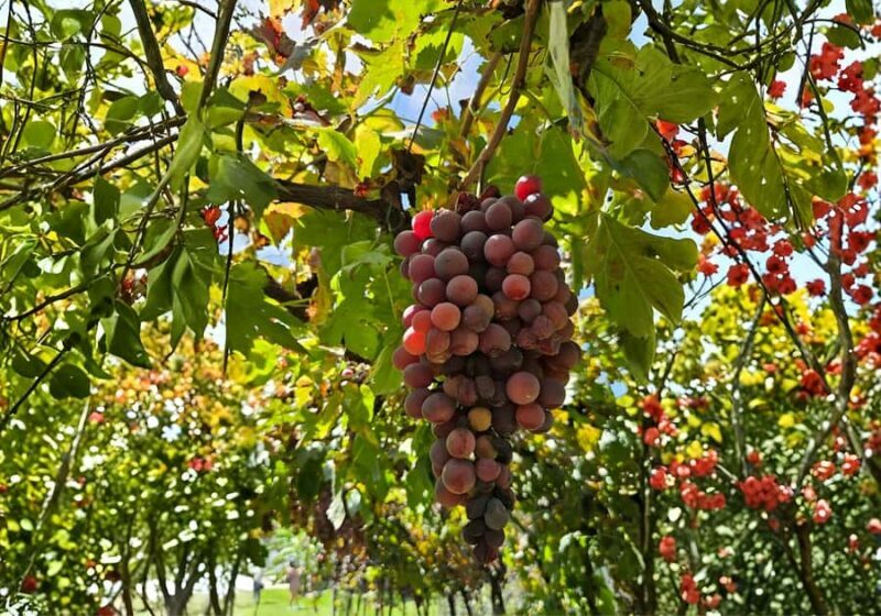 Queretaro: Cheese & Wine Tour (English) - Key Points