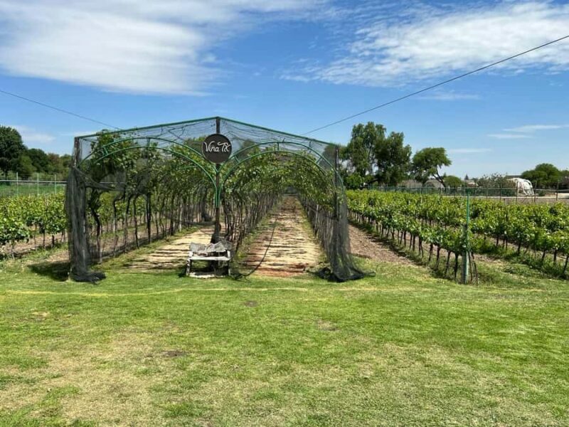 Querétaro: Cheese & Wine Tour In A Day - Exploring Querétaro’s Wine & Cheese Region: What to Expect