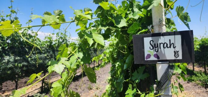 Querétaro: Haciendas, Vineyards, and Magical Towns Day Trip - Frequently Asked Questions