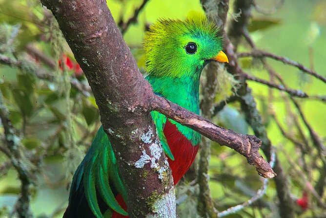 Quetzal Birdwatching Experience at San Gerardo De Dota Group Tour. - Key Points