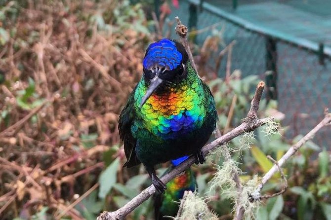 Quetzal Birdwatching Experience at San Gerardo De Dota Group Tour. - Important Information
