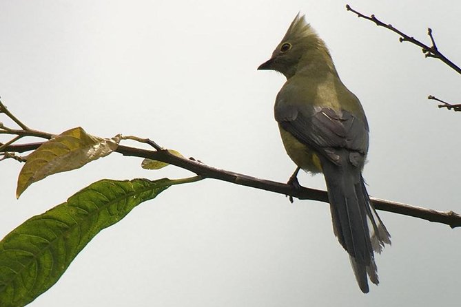 Quetzal Birdwatching Experience at San Gerardo De Dota Group Tour. - Reviews and Feedback