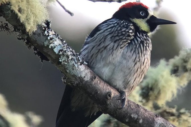 Quetzal Birdwatching Experience at San Gerardo De Dota Group Tour. - Birdwatching Experience