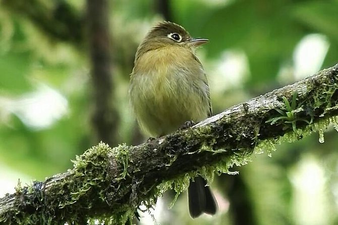 Quetzal Birdwatching Experience at San Gerardo De Dota Group Tour. - National Park Exploration