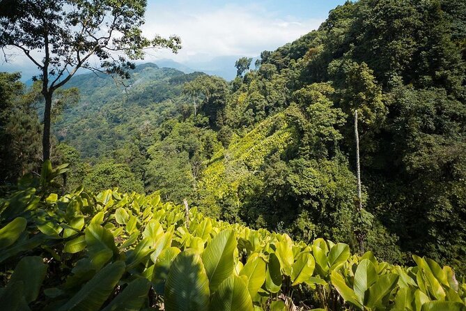 Quetzal Quest Birdwatching Adventure at Rey Tepepul Lookout - Transportation and Meeting Arrangements