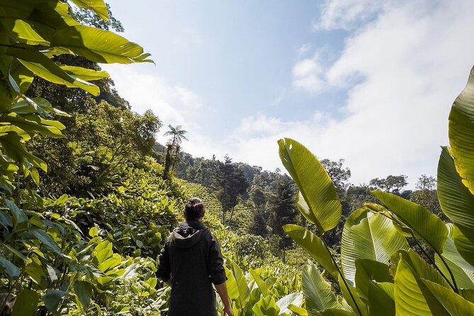 Quetzal Quest Birdwatching Adventure at Rey Tepepul Lookout - Quetzal Sighting Opportunities