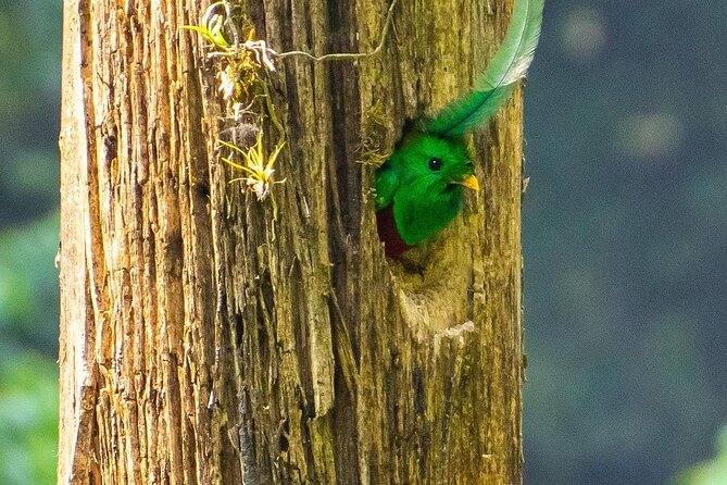 Quetzal Quest Birdwatching Adventure at Rey Tepepul Lookout - Trail Conditions and Hiking Requirements